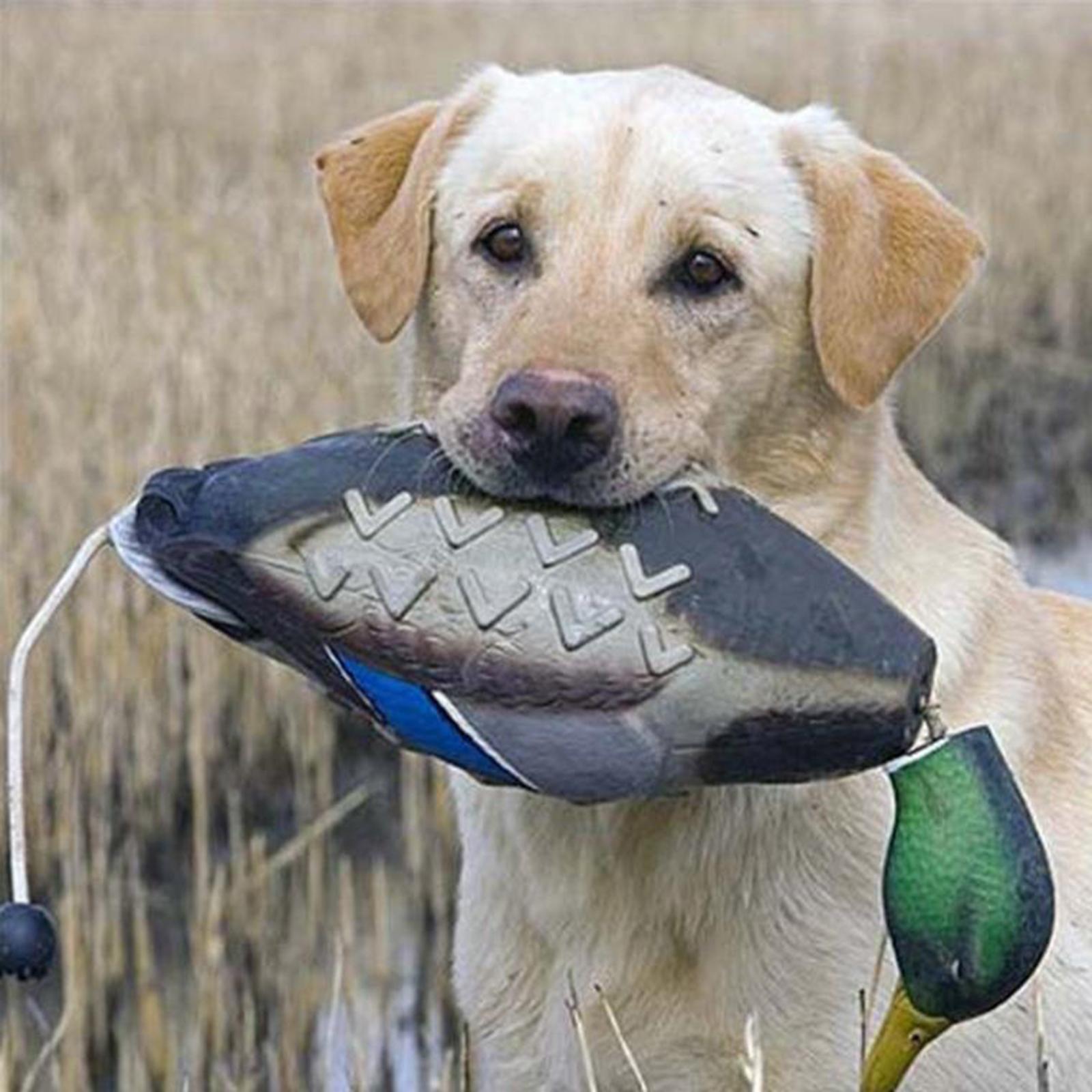 หุ่นจำลองเป็ดมัลลาร์ด ของเล่นจ - Decoy Duck Plastic บทวิจารณ์และราคา